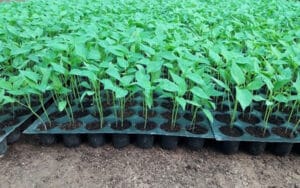 Buy plants from registered government and non-government fruit nurseries only