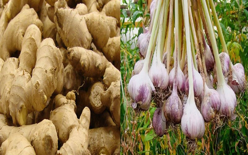 Processing unit of ginger and garlic will soon be set up in Sangrah