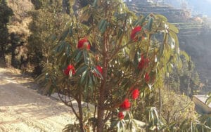 The forests of Sangrah flourished from outside on the trees of Burans