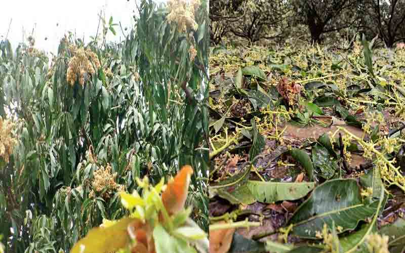 Fruits-hit-by-drought-in-Si.jpg
