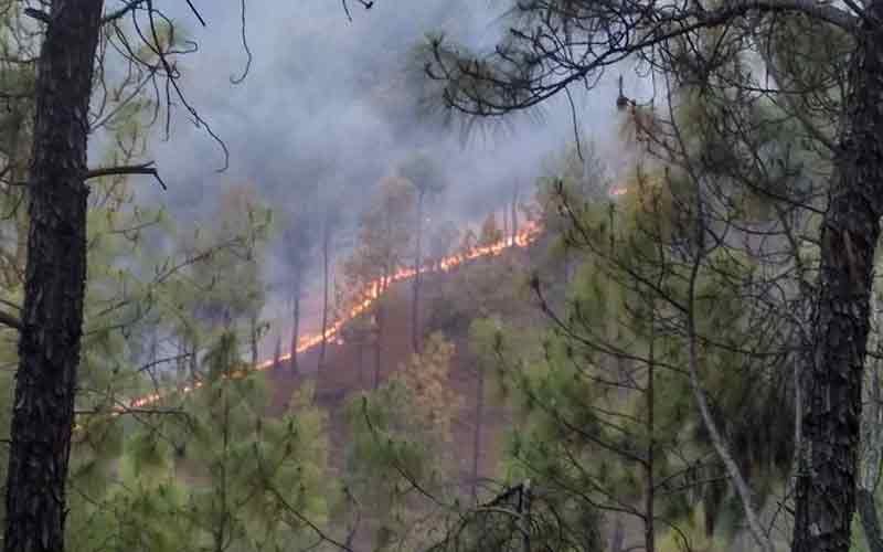 एडशी के जंगलों में लगी आग से बेशकीमती वन संपदा को नुक्सान, देवदार के दर्जनों पेड़ चढ़े भेंट