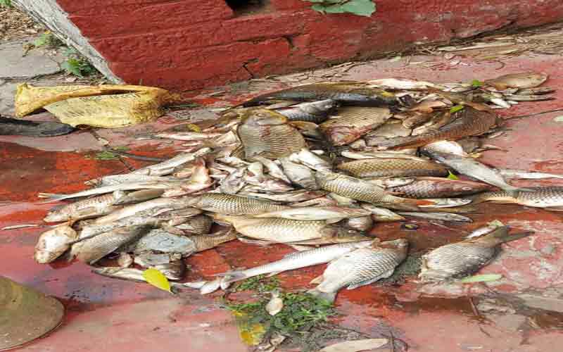 Ranital pond fishes died due to lack of oxygen