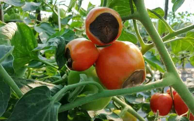 Tomato-crop-in-the-grip-of-.jpg