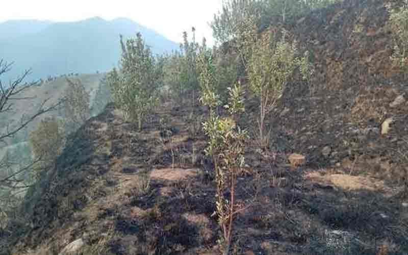 जंगल में आग से सेब के 150 पेड़ जलकर राख, बागवानों को नुक्सान