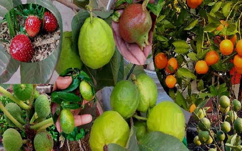 पंजीकृत पौधशालाओं से ही फलदार पौधे खरीदें किसान व बागवान- डाॅ. एसके बक्शी