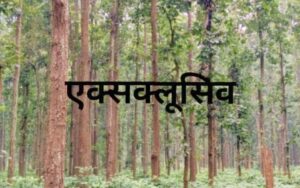 Forest Division Paonta Sahib earned more than 37 crores in 2 years from green felling