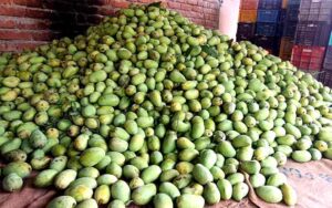 1000-metric-tons-of-mangoes.jpg