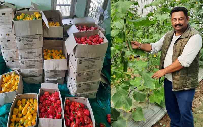 पॉलीहाउस में बेमौसमी सब्जियां उगा कर चेतन ठाकुर कर रहे लाखों की कमाई