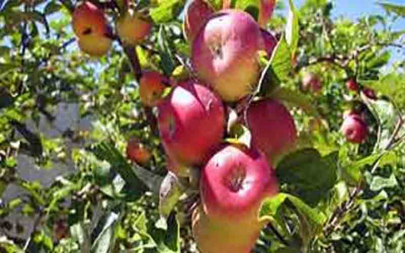 हिमाचल में इस साल हुआ 4.18 लाख मीट्रिक टन सेब का उत्पादन