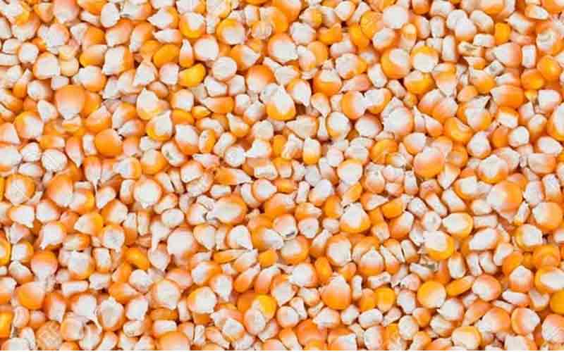 New-introduction-of-maize-f.jpg