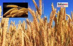 wheat-barley-insurance