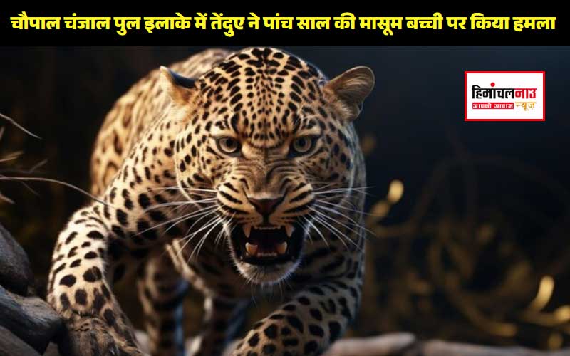 https://himachalnownews.com/himachal-news-leopard-took-away-a-5-year-old-girl-chupal-shimla.html