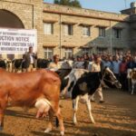 नाहन जेल की हाई-प्रोफाइल डेयरी : अच्छी नस्ल की गायों, बछड़ों की होगी नीलामी; पशुपालकों के लिए सुनहरा मौका